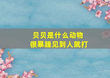 贝贝是什么动物 很暴躁见到人就打